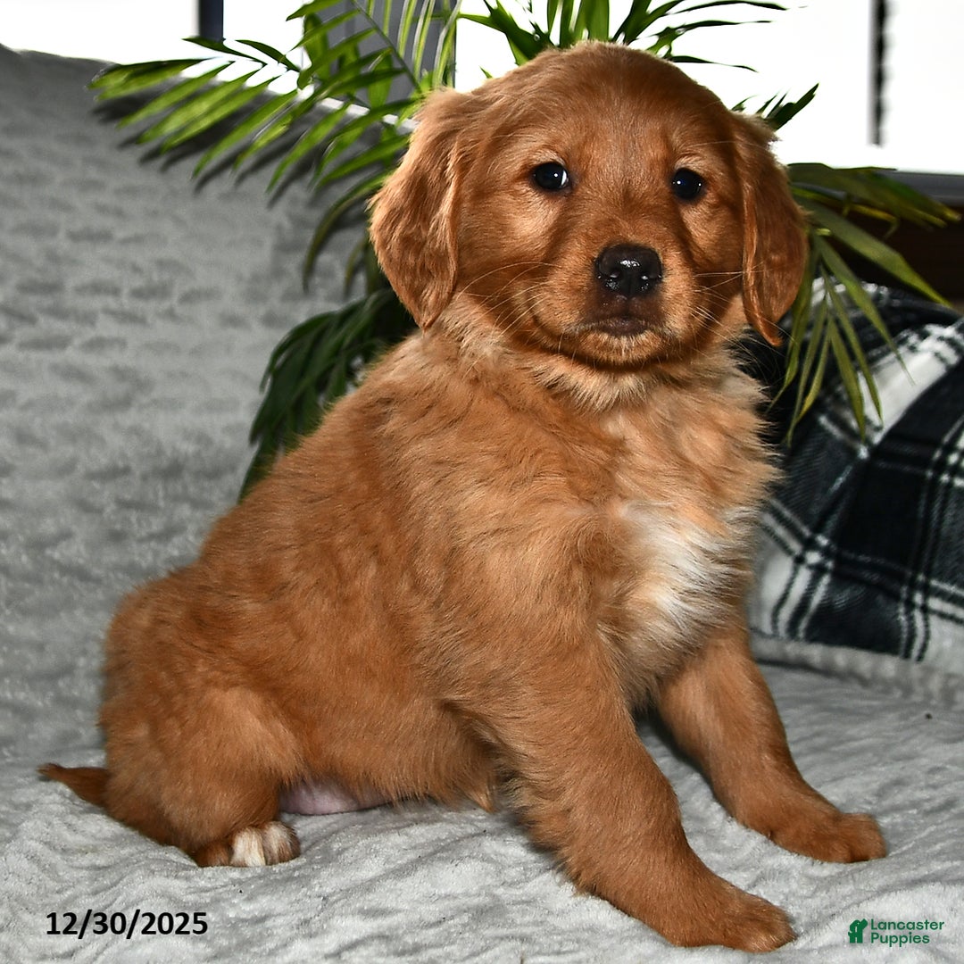 Golden Retriever dogs for sale: Aurora - Ad 1