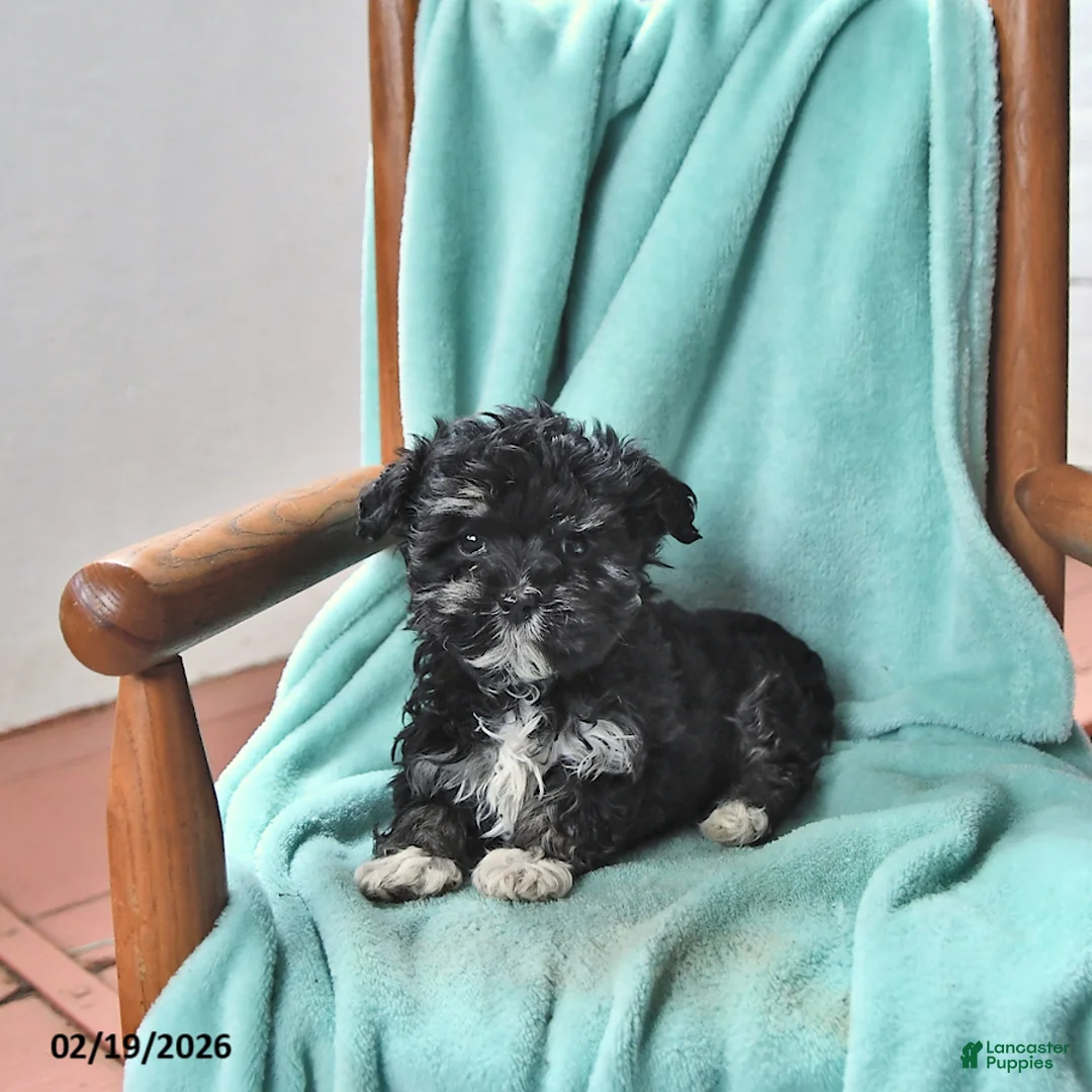 Havanese dogs for sale: Kelly - Ad 4
