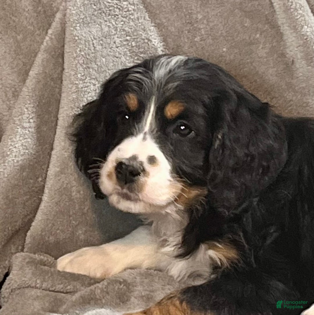 Mixed Breed dogs for sale: Grady - Ad 2