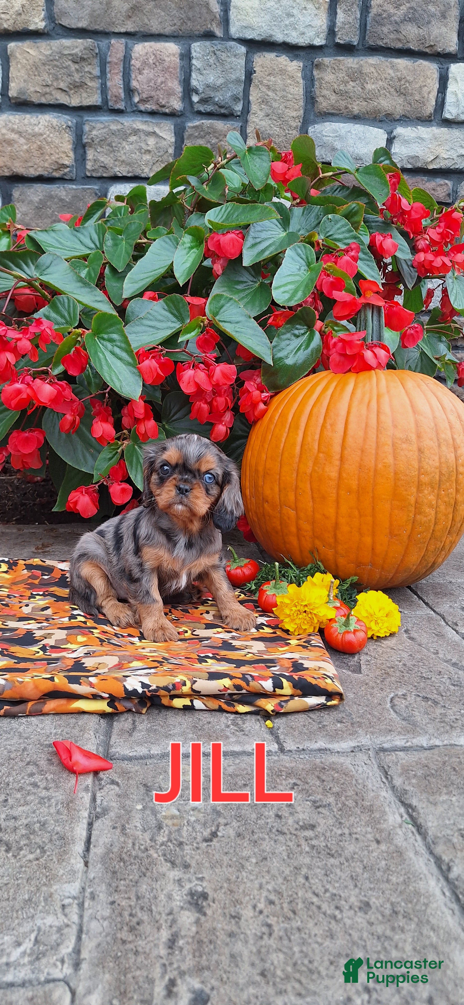 Cavalier King Charles Spaniel dogs Cavalier King Charles Spaniel 5 - Ad 41