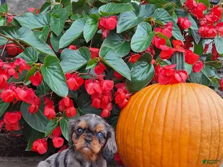 Cavalier King Charles Spaniel dogs Cavalier King Charles Spaniel 5 - Ad 41