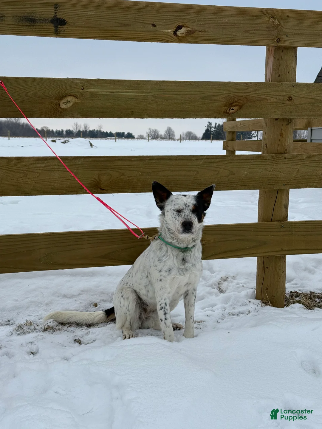 Australian Cattle Dog dogs for sale: Spotty - Ad 4