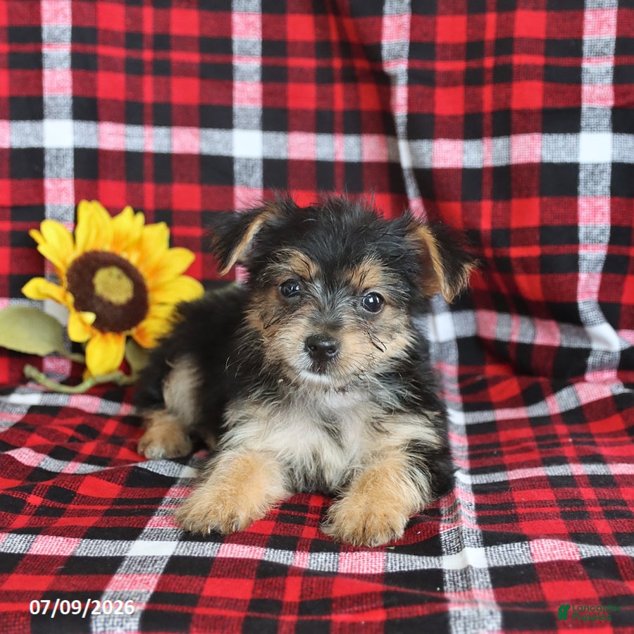 Morkie dogs Pepsi - Ad 2