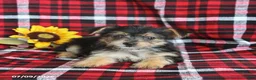 Morkie dogs for sale: Pepsi - Ad 2