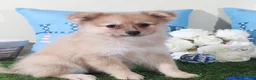 Pomeranian dogs for sale: Marty-Spunky Little ACA Pomeranian Puppy - Ad 3