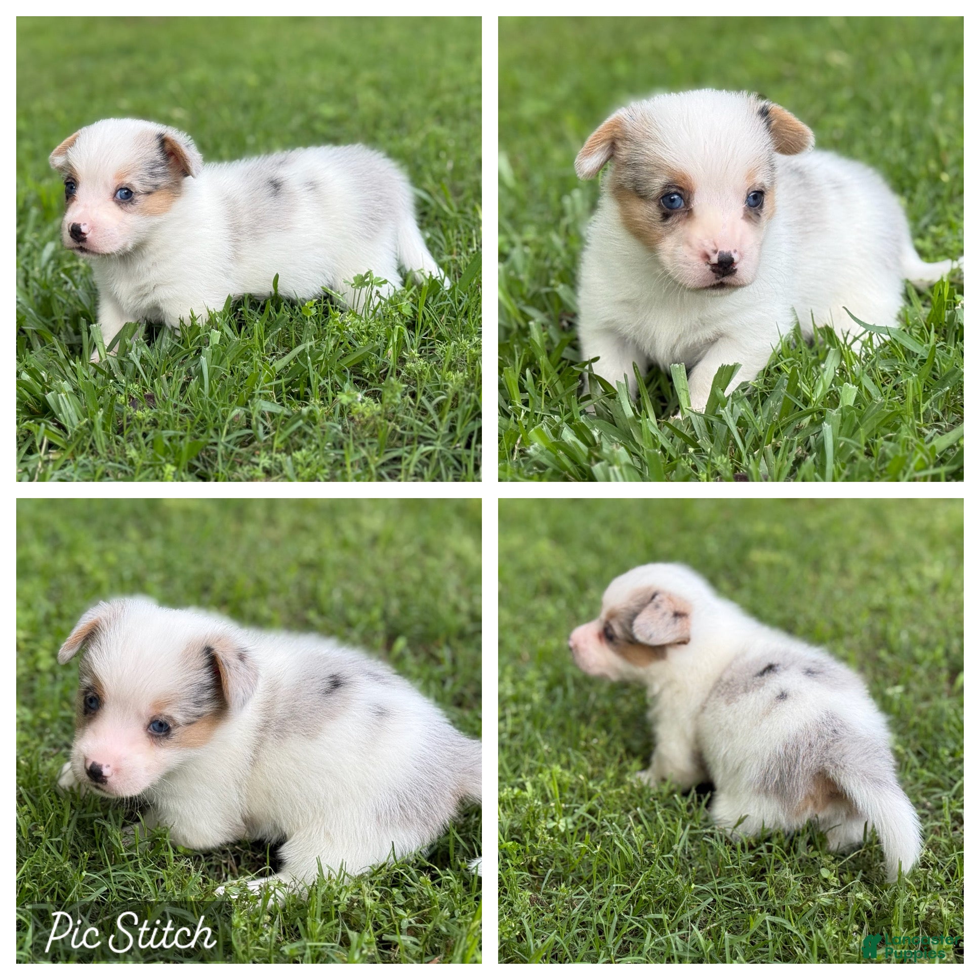Mixed Breed dogs Mismark Merle girl with tail - Ad 35