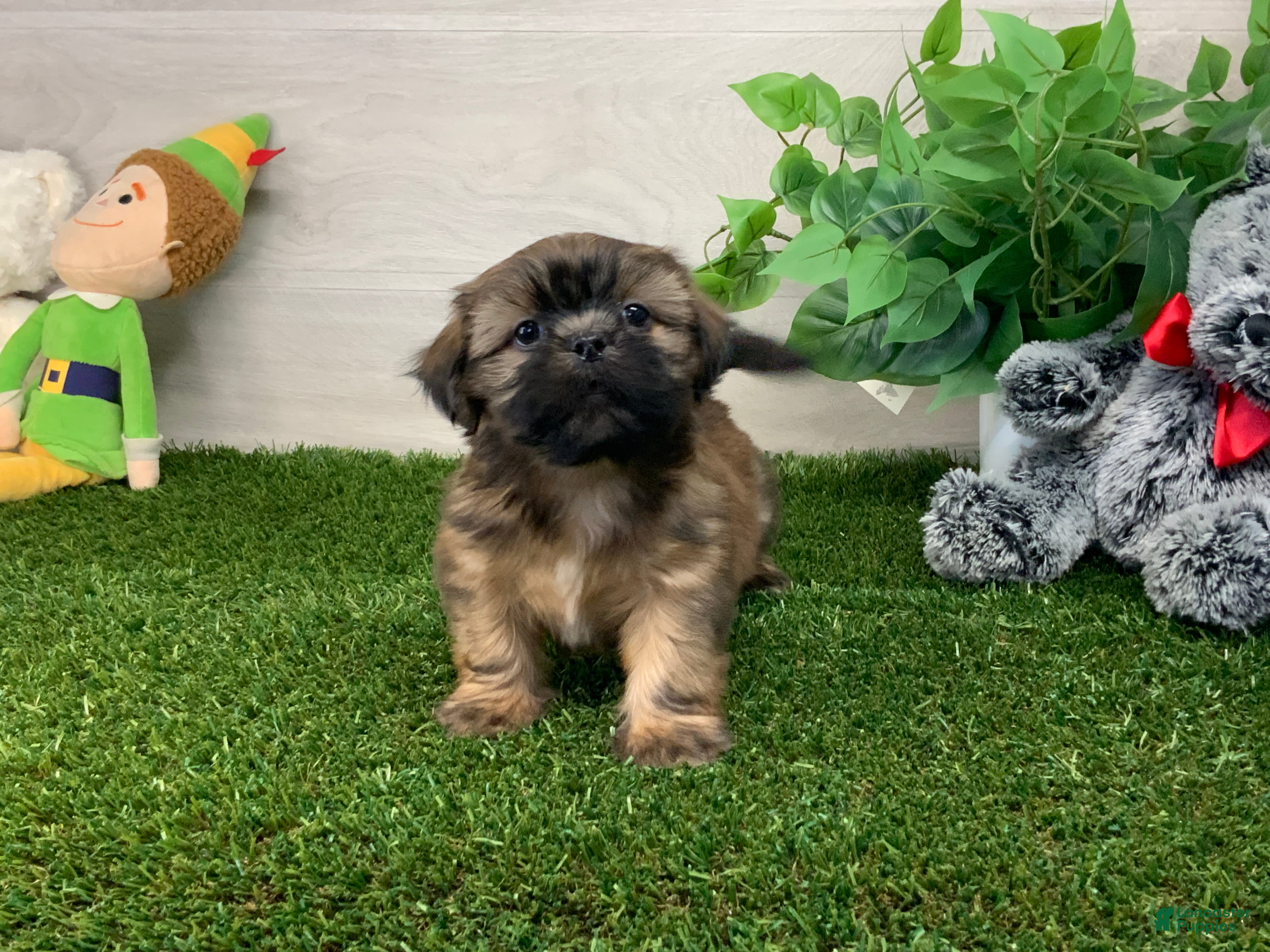 Shih Tzu dogs Larry - Ad 1