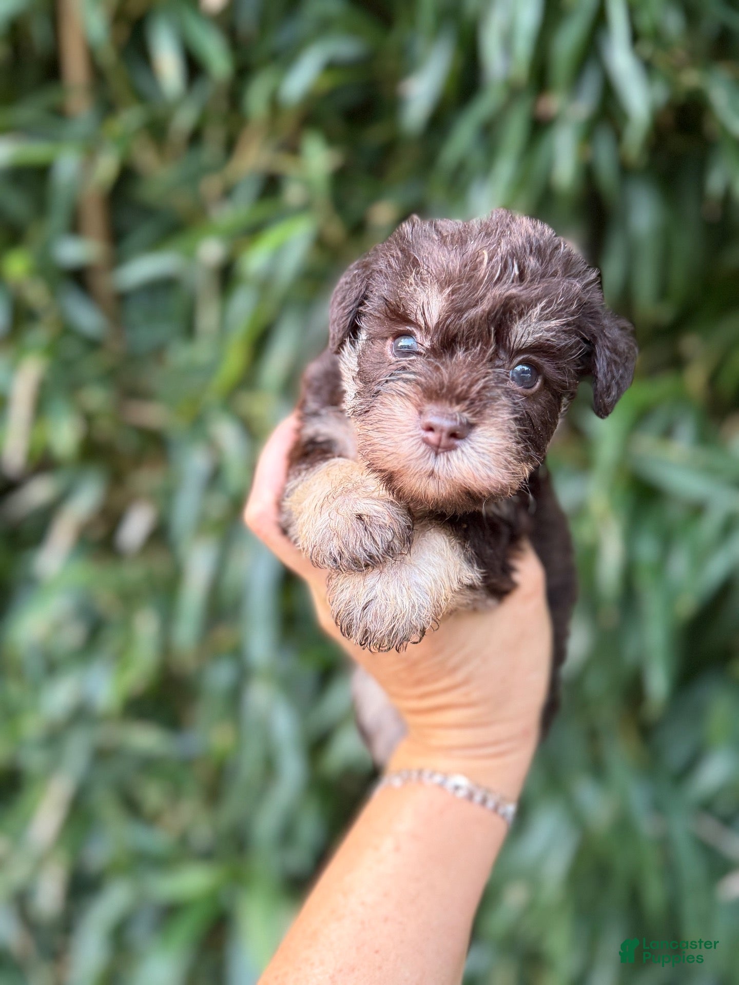 Miniature Schnauzer dogs Miniature Schnauzer 4 - Ad 33