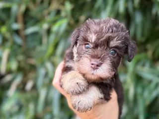 Miniature Schnauzer dogs Miniature Schnauzer 4 - Ad 33