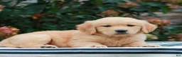 Golden Retriever dogs for sale: Maya  - Ad 3