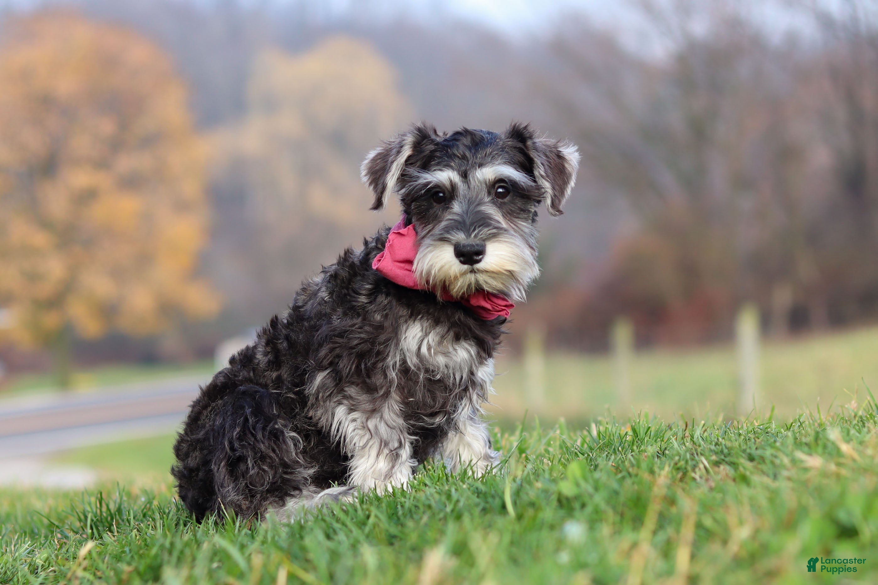 Miniature Schnauzer dogs Kallie - Ad 11