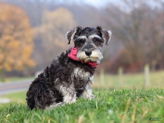 Miniature Schnauzer dogs Kallie - Ad 13