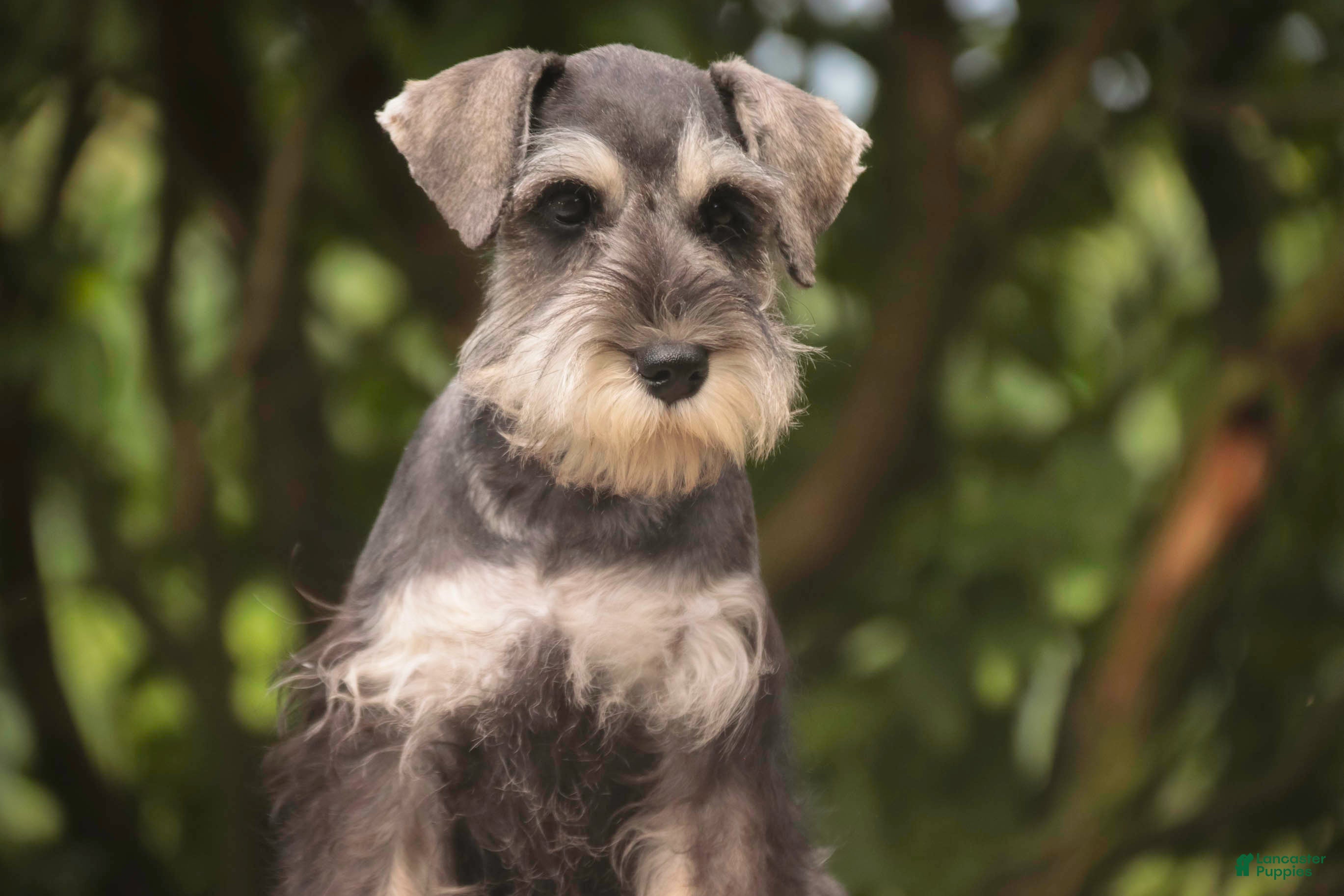 Miniature Schnauzer dogs Nellie Belle - Ad 2