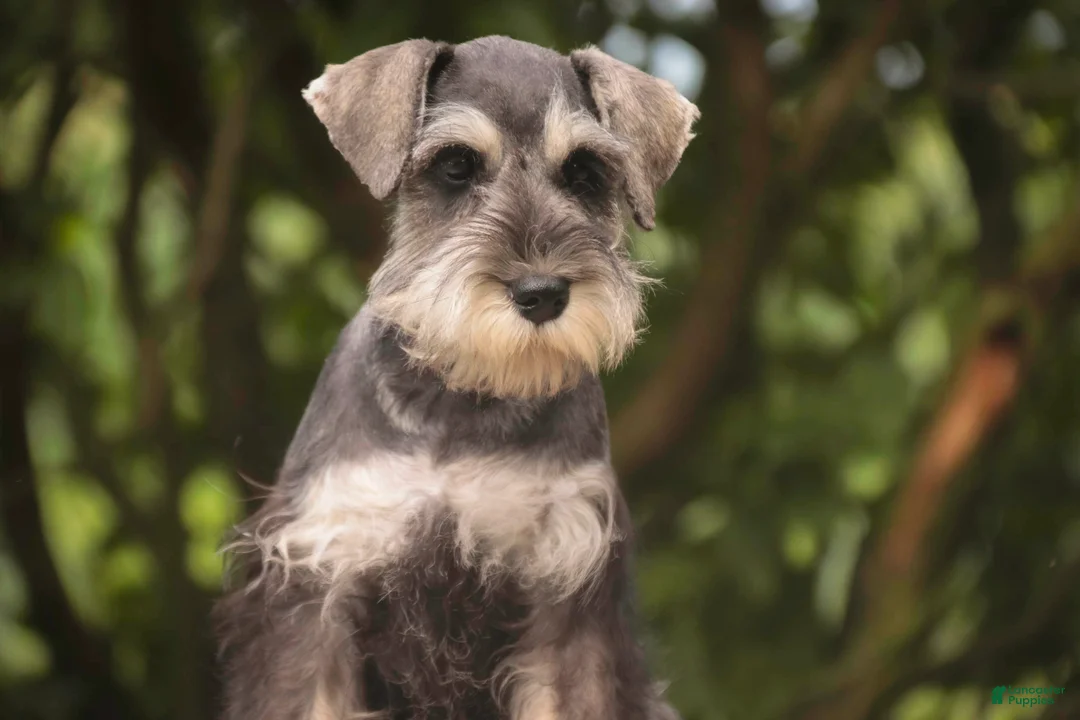 Miniature Schnauzer dogs for sale: Nellie Belle - Ad 2