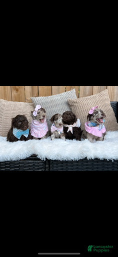 Gallery Image {{count}}