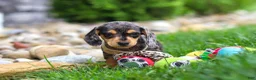 Miniature Dachshund dogs for sale: Alex - Ad 4