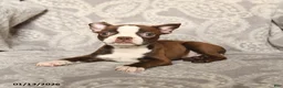 Boston Terrier dogs for sale: Jasmine - Ad 4