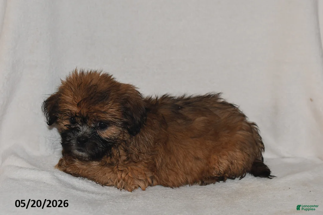 Teddy Bear dogs for sale: Jenny - Ad 2
