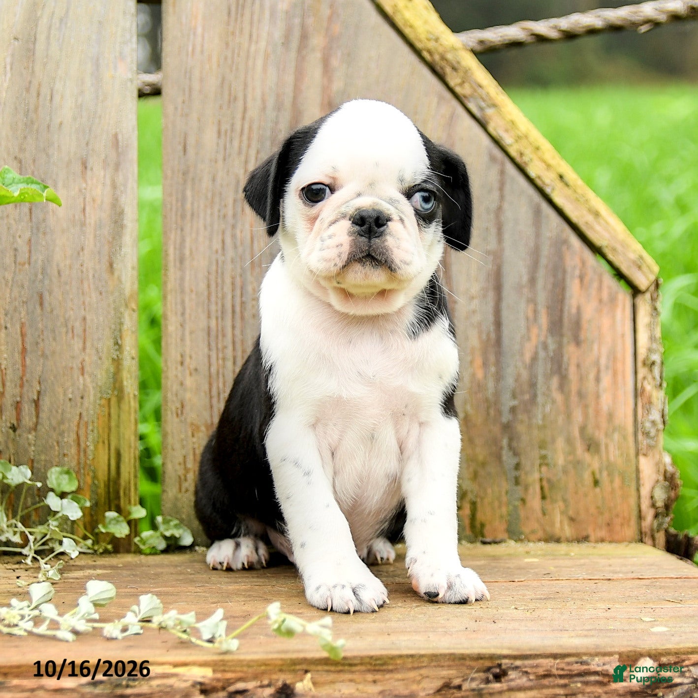 Pug dogs for sale: Badger - Ad 2