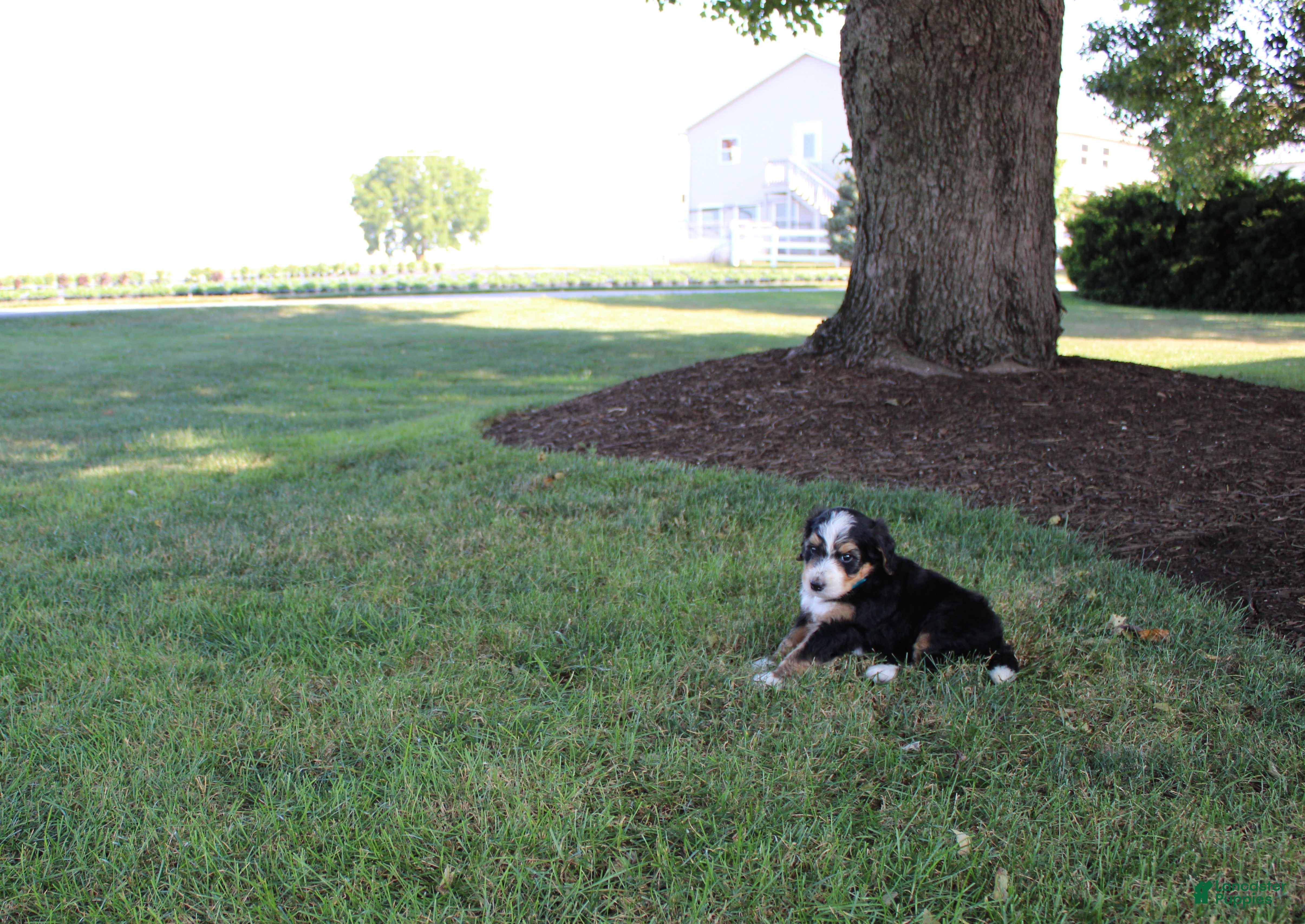 Bernedoodle dogs Sheldon - Ad 2