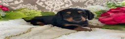 Miniature Dachshund dogs for sale: Kenzi - Ad 5
