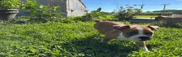 Frenchton dogs for sale: Reese - Ad 2
