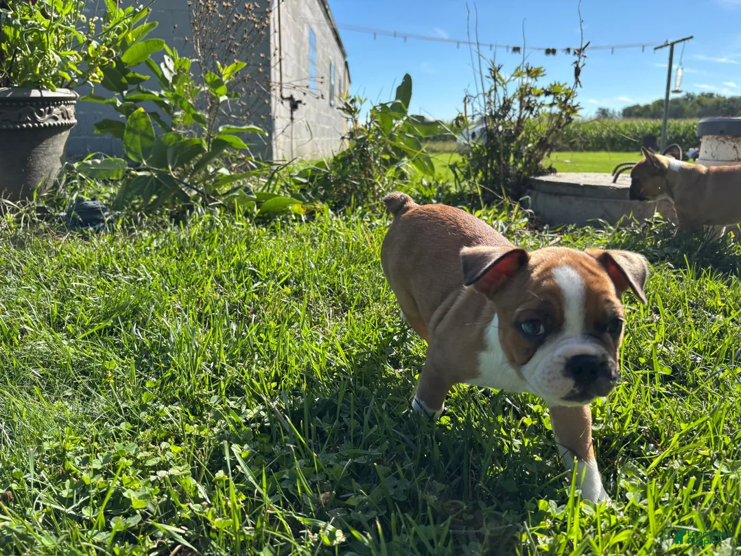 Frenchton dogs for sale: Reese - Ad 2