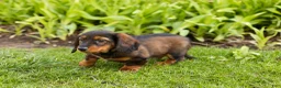 Miniature Dachshund dogs for sale: Buddy  - Ad 2