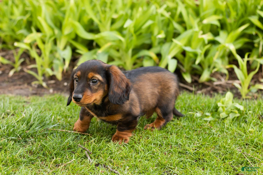 Miniature Dachshund dogs for sale: Buddy  - Ad 2