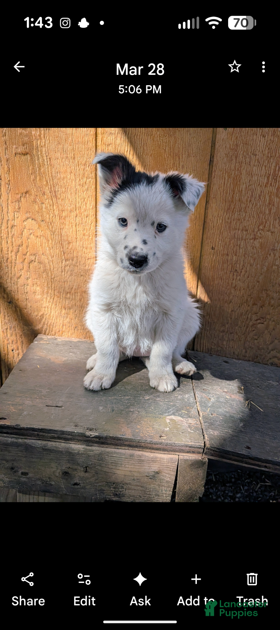 Border Collie dogs Border Collie Puppy 4 - Ad 29
