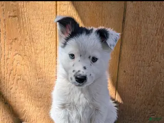 Border Collie dogs Border Collie Puppy 4 - Ad 29