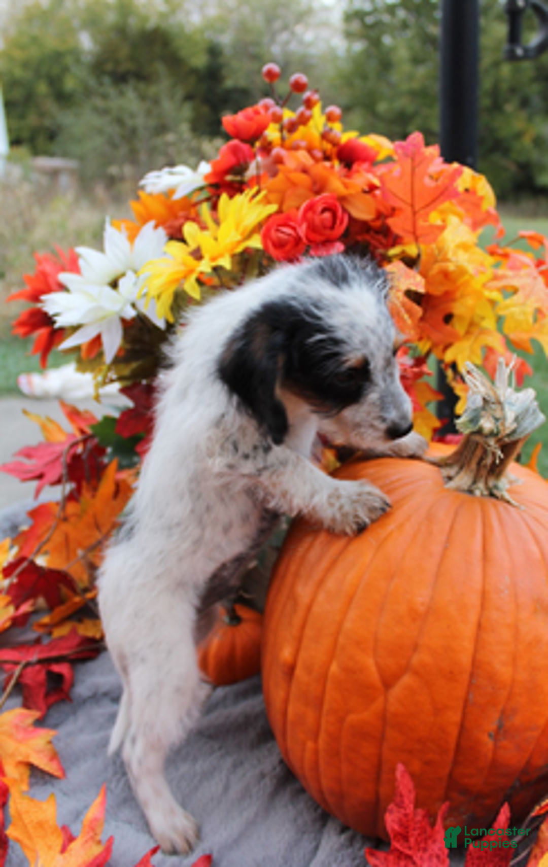 Aussiedoodle dogs for sale: Chip - Ad 2