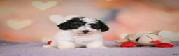 Maltipoo dogs for sale: Carter - Ad 1
