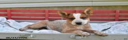 Australian Cattle Dog dogs for sale: Spot - Ad 4