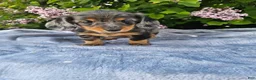 Dachshund dogs for sale: Peggy - Ad 5