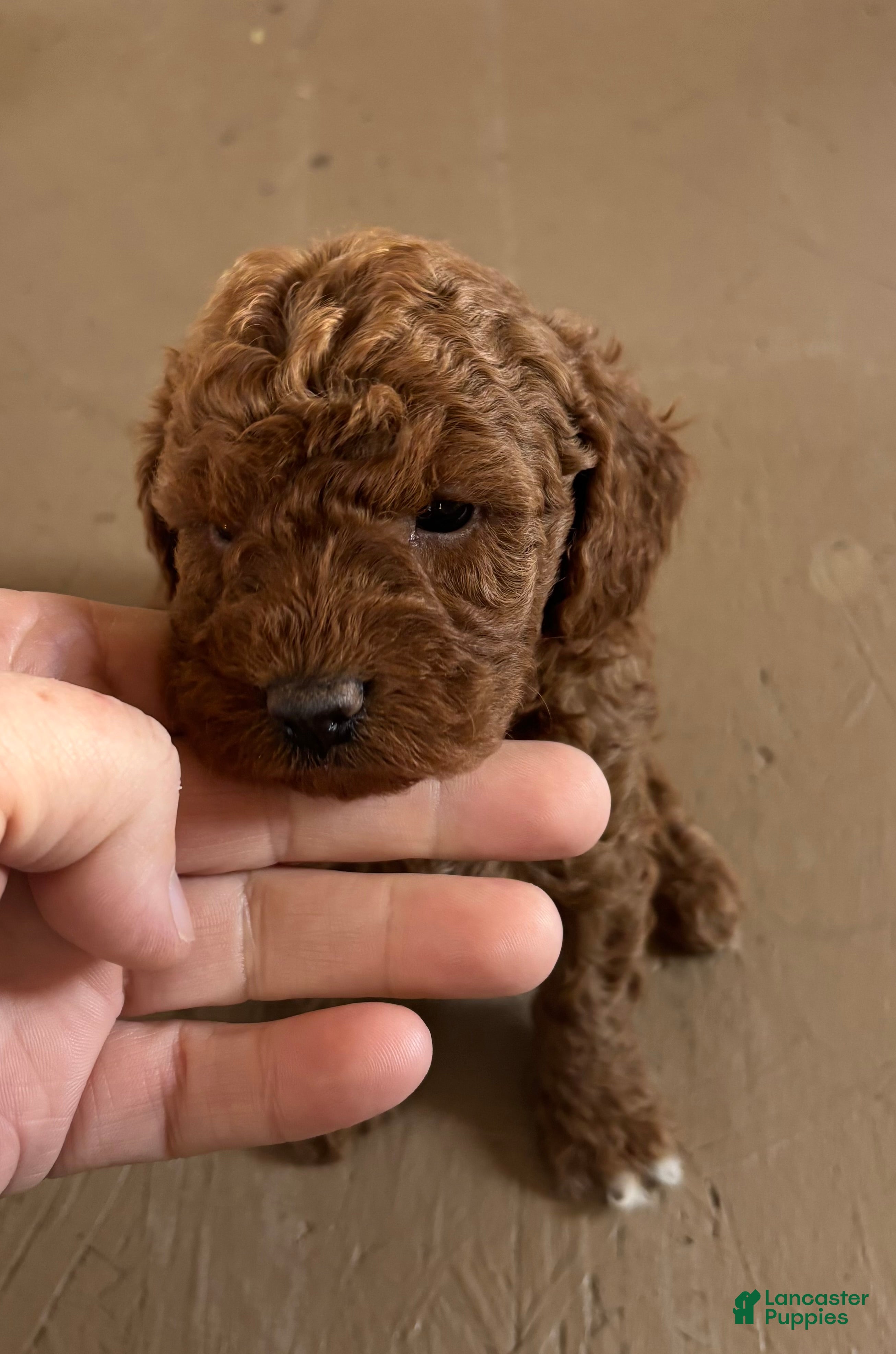 Miniature Poodle dogs Burt - Ad 34