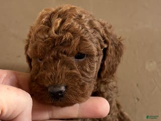 Miniature Poodle dogs for sale: Burt - Ad 4