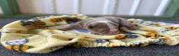 English Bulldog dogs for sale: Lilly, Lilac Merle - Ad 5