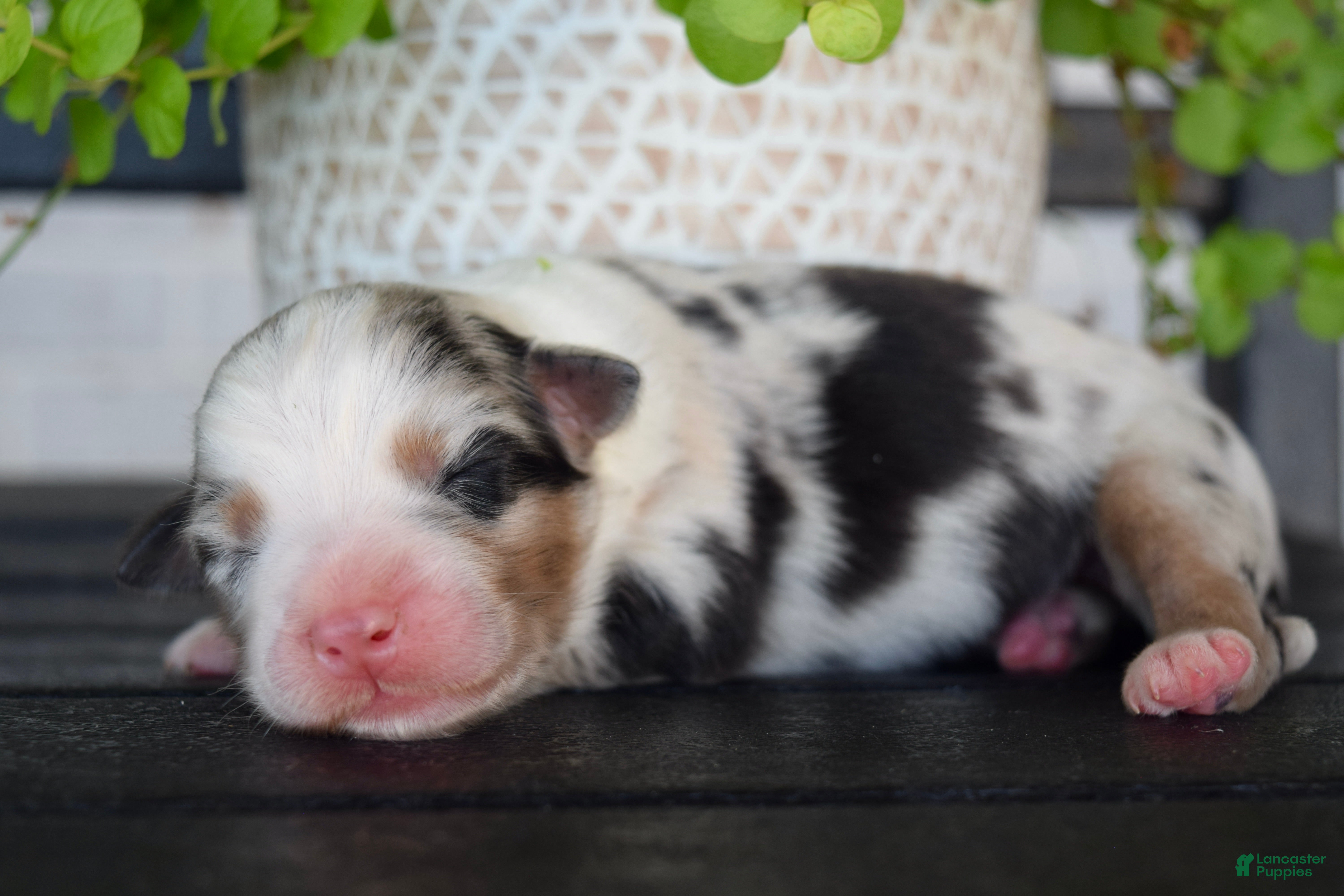 Australian Shepherd dogs Brook - Ad 33