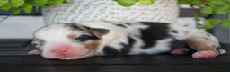 Australian Shepherd dogs for sale: Brook - Ad 1