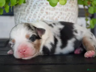Australian Shepherd dogs Brook - Ad 32