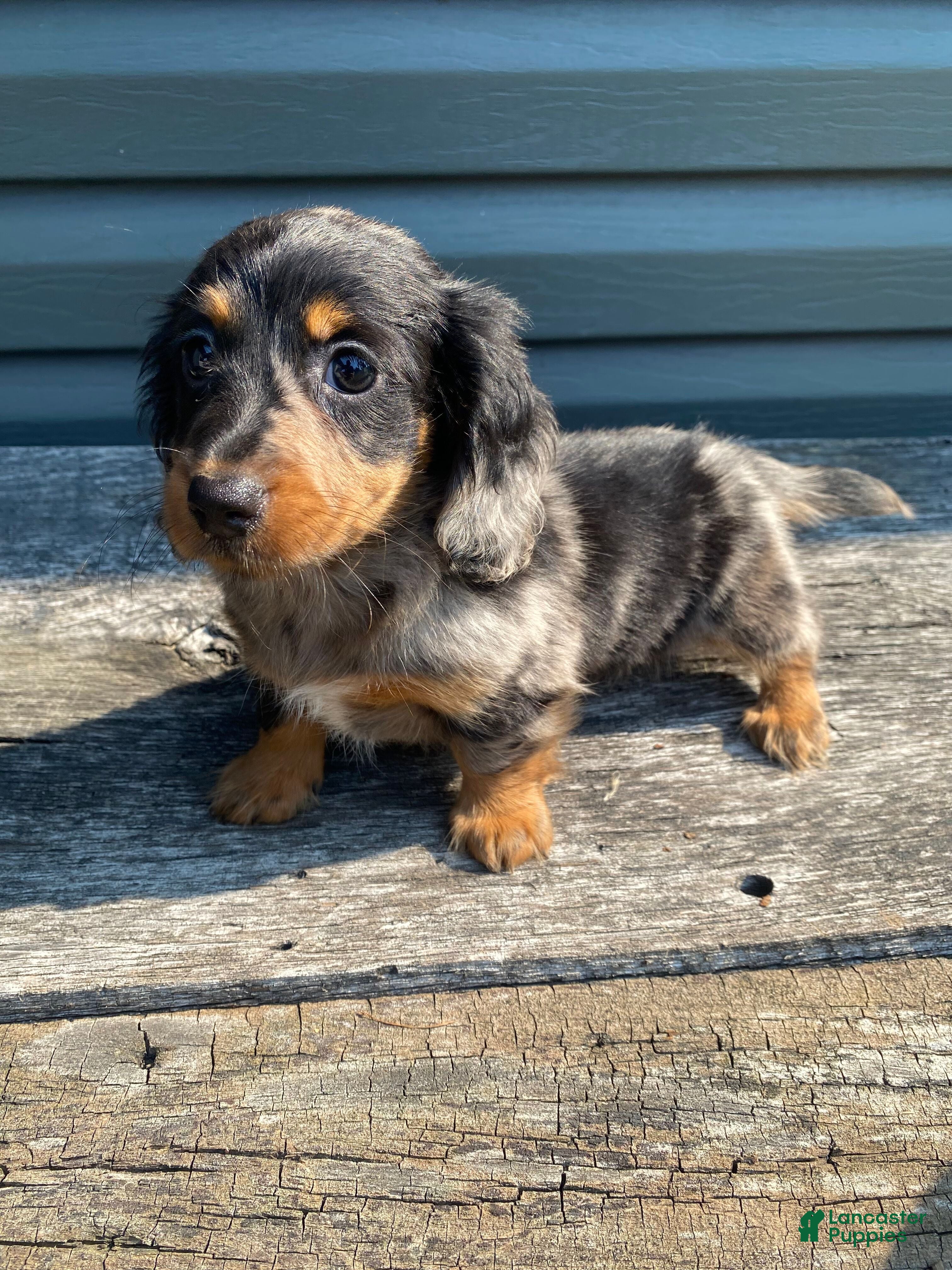 Miniature Dachshund dogs Mario - Ad 1