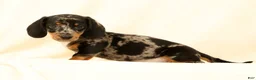 Miniature Dachshund dogs for sale: Lincoln - Ad 3