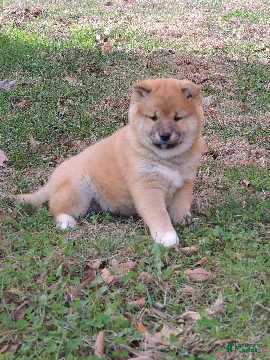 Shiba Inu dogs for sale: DAKOTA - Ad 8