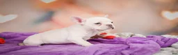 French Bulldog dogs for sale: Sadie - Ad 5