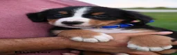 Bernese Mountain Dog dogs for sale: Buster  - Ad 3