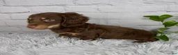 Miniature Dachshund dogs for sale: Cleo - Ad 2