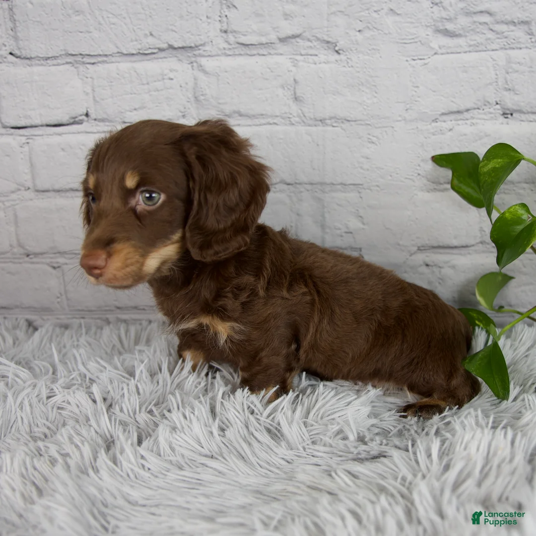 Miniature Dachshund dogs for sale: Cleo - Ad 2