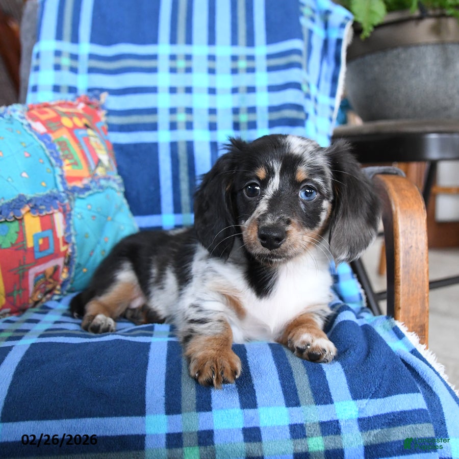 Miniature Dachshund dogs Lilly - Ad 1