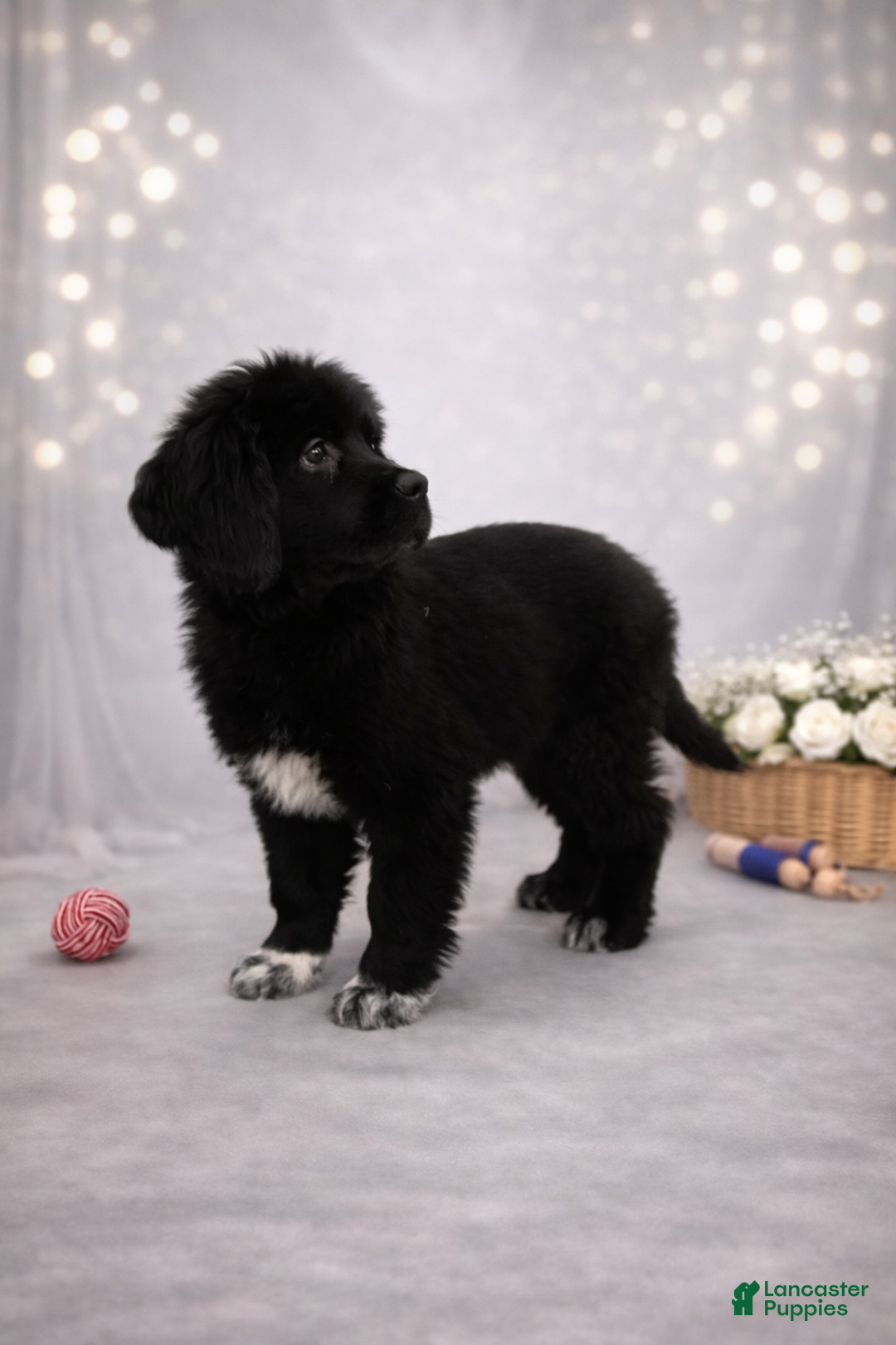 Newfoundland dogs for sale: Nyla - Ad 4